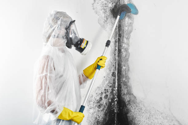 Best Environmental Consulting for Mold Prevention  in Powder Springs, GA